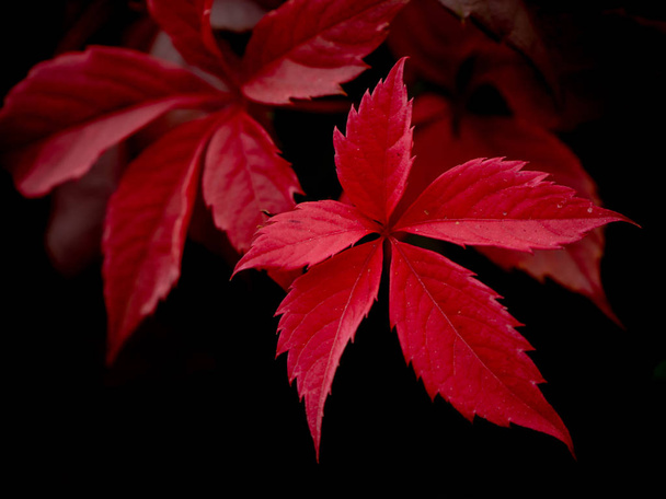 İzole kırmızı asma yaprağı koyu arka plan üzerinde Kapat - Fotoğraf, Görsel