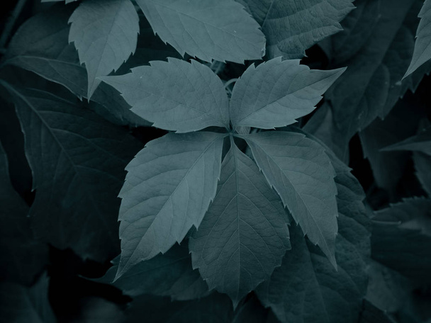horizontaler Hintergrund der jungfräulichen Schlingpflanzen mit blaugrauen Schattierungen  - Foto, Bild