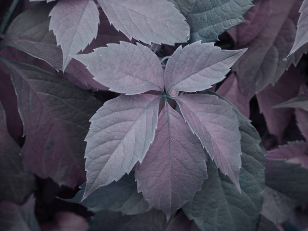 Asması yatay arka plan gri ve pembe tonları ile renkli yaprakları  - Fotoğraf, Görsel