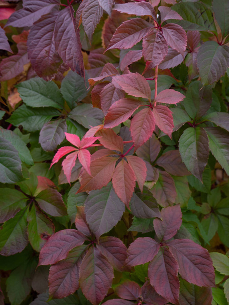 Virginia creeper natural wall with autumn colors. Shades of autumn leaves colors. - Photo, Image