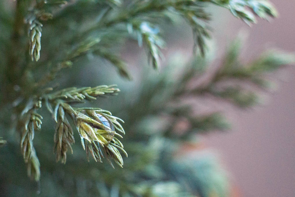 twigs of green arborvitae with a drop - Photo, Image