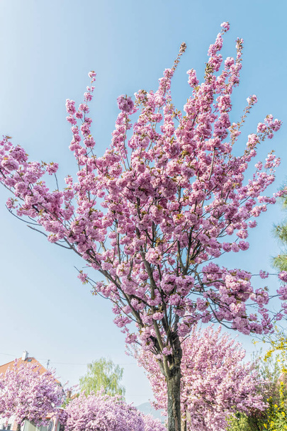 Sakura ağacı sokakta çiçeklenme. Bahar sahne. - Fotoğraf, Görsel