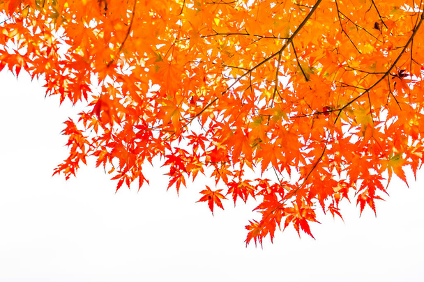 Szép piros és zöld juharlevél fa őszi szezon - Fotó, kép