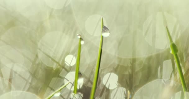 Gotas de agua sobre hierba - Metraje, vídeo