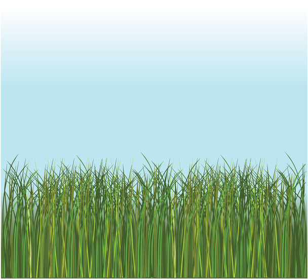 Green grass and blue sky - Vector, Image