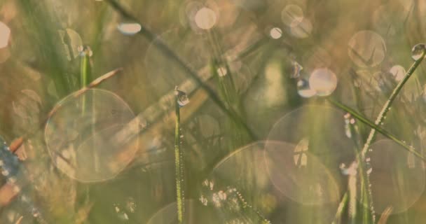 Close view of grass leaves with dew drops. Natural background. - Footage, Video