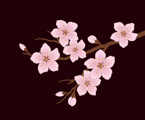 Blossoming branch of a cherry. A tree branch with pink flowers and buds on a dark burgundy background. Vector illustration - Vector, Image