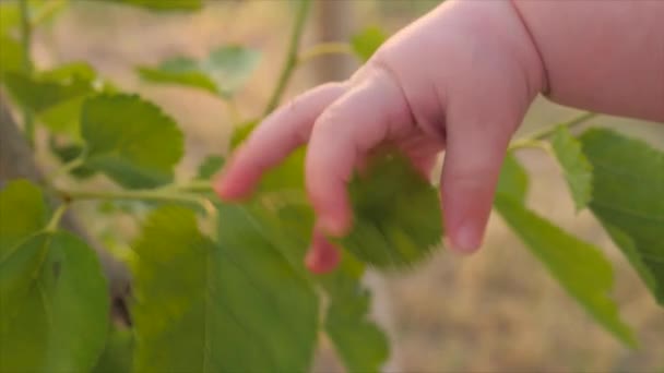 Le bras du gamin touche à l'arbre. Humain et nature. Les doigts du bébé touchent les feuilles vertes du mûrier par une journée ensoleillée d'été. Main de bébé essayant d'atteindre la feuille verte. Gros plan, ralenti
 - Séquence, vidéo