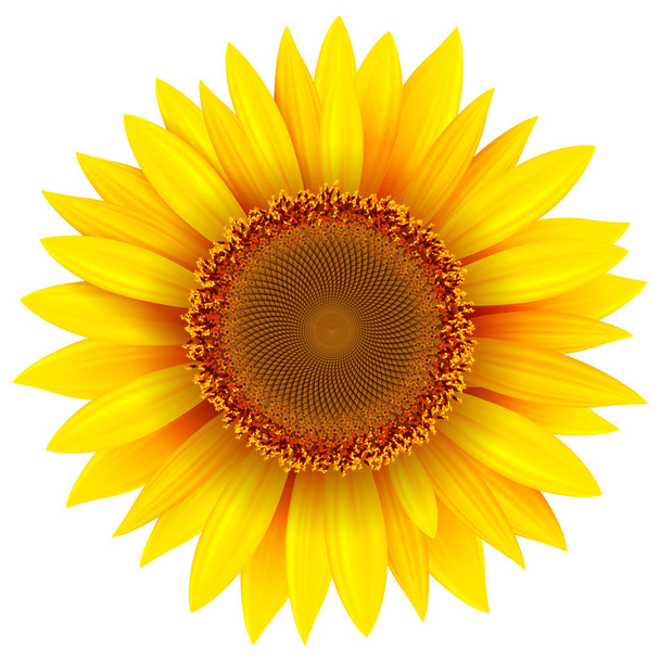 Sunflower isolated, vector illustration. - Διάνυσμα, εικόνα