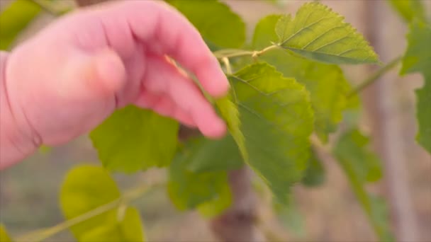 Kid's arm aanraken van de boom. Mens en natuur. Baby's vingers raken groene bladeren van de moerbeiboom op zonnige zomerdag. Baby's hand proberen te bereiken van groene blad. Close-up, slow-motion - Video