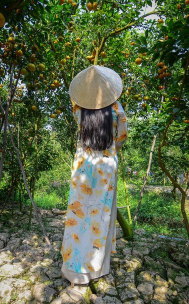 Vietnamilainen nainen perinteisessä mekossa (Ao Dai) sitrushedelmäplantaasilla
. - Valokuva, kuva