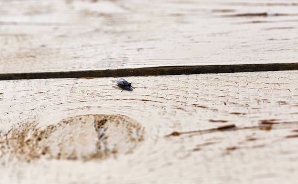 fly on a wooden surface closeup with copy space - Photo, Image
