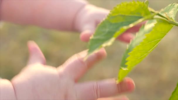 赤ちゃんの指は、日当たりの良い夏の日に桑の木の緑の葉をタップします。赤ちゃんの手は緑の葉に到達ましょう。人と自然。子供の腕が木に触れます。クローズ アップ、スローモーション - 映像、動画
