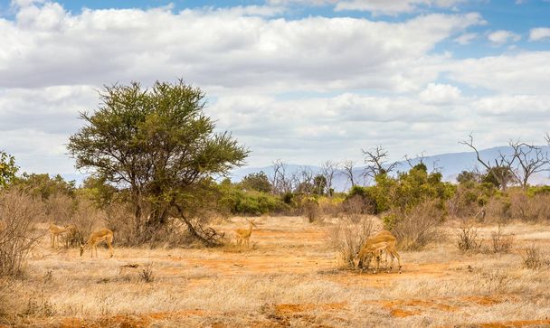Schattig Afrikaanse antilopen op savanne vlakten in Tsavo East park, Kenia - Foto, afbeelding