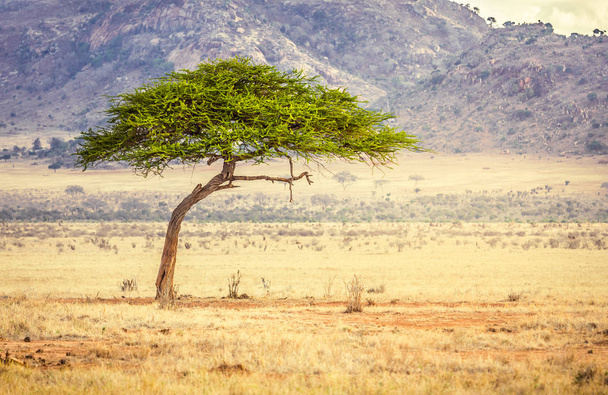 Unique savannah plains landscape with acacia tree in Kenya - Photo, Image