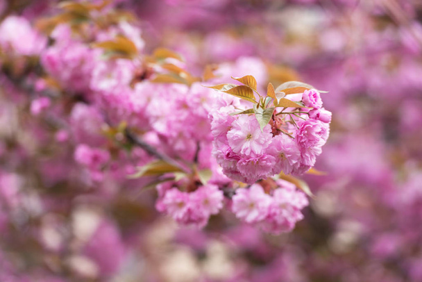 Pink sakura flowers on spring cherrys twigs - Fotó, kép