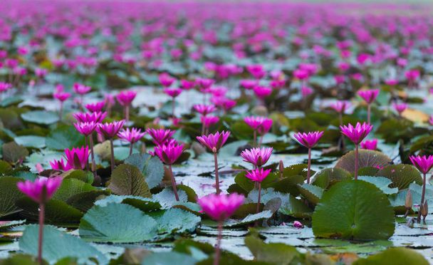 Red lotus blooming field - Фото, изображение