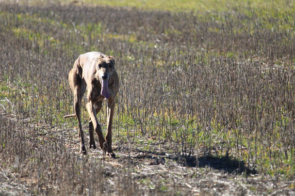 Tipikus spanyol kutya készen áll, hogy fut mögött a mezei nyúl - Fotó, kép