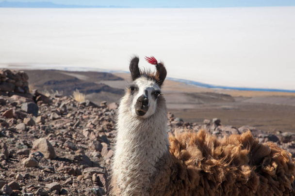 Reproducción de llamas bolivianas en meseta andina, Bolivia - Foto, Imagen