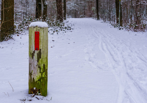 білий дерев'яний стовп зі сніжною лісовою дорогою, зимовий сезон у лісі, дерева і рослини на задньому плані
 - Фото, зображення