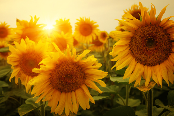 field of sunflowers and sun  - Photo, Image