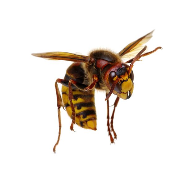 Hornet izolovaných na bílém - Fotografie, Obrázek