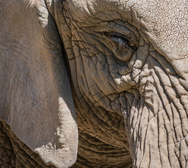 Nahaufnahme eines Elefantenauges - Foto, Bild