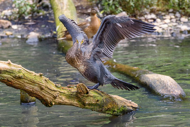 Gran cormorán, Phalacrocorax carbo, un ave marina de buceo del género de cormoranes en hábitat natural en el lago. De cerca.
 - Foto, Imagen