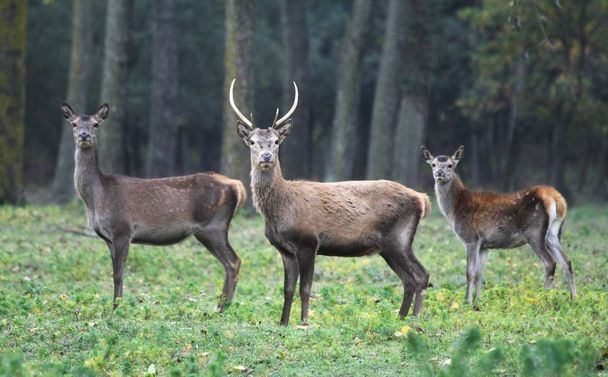 Red deer in Mesola Park, Ferrara, Italy - Photo, Image