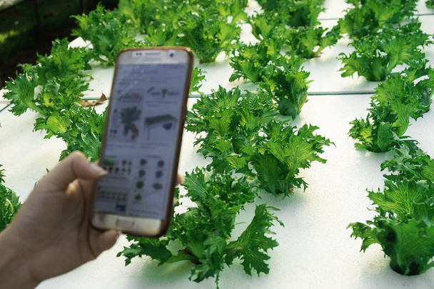 rolnik, obserwując niektórych wykresach wzrost warzyw złożony w telefon komórkowy, hydroponicznych eco gospodarstwo ekologiczne nowoczesne smart 4.0 technologia koncepcja, agronom w dziedzinie rolnictwa, Przeczytaj raport  - Zdjęcie, obraz