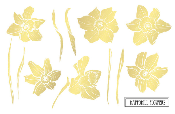 Decorative daffodil flowers, design elements. Can be used for cards, invitations, banners, posters, print design. Golden flowers - Vetor, Imagem