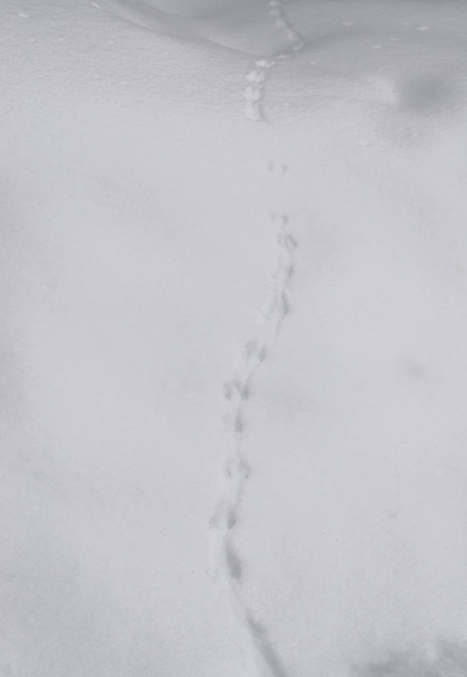 Rastros de animales salvajes en la nieve blanca en el invierno en el bosque
 - Foto, Imagen