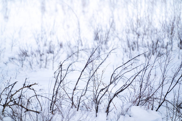 Dead winter grasses, twigs and bushes in the snow, useful for backgrounds and textures - Photo, Image