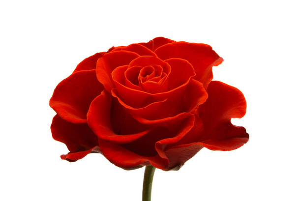 rosa roja aislada sobre fondo blanco - Foto, Imagen