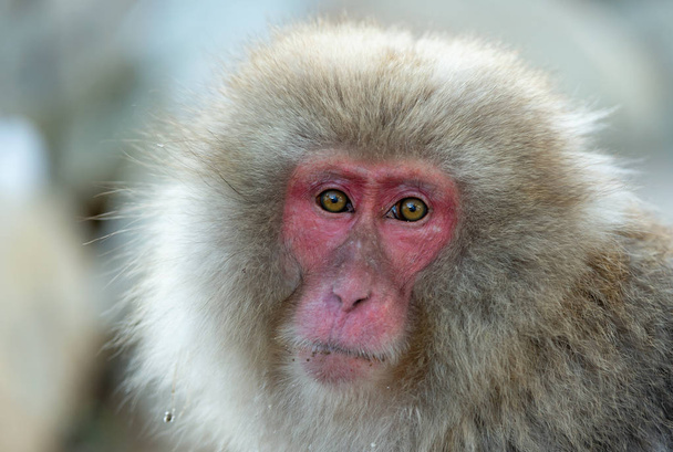 Japanese macaque. Close up portrait. The Japanese macaque ( Scientific name: Macaca fuscata), also known as the snow monkey. Natural habitat, winter season. - Foto, afbeelding