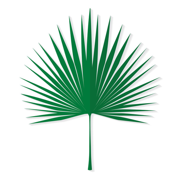 palmera tropical hoja vector ilustración
 - Vector, imagen