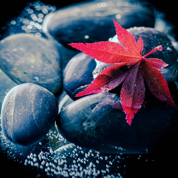 Japoński klon liść na czarnych kamieni - Zdjęcie, obraz