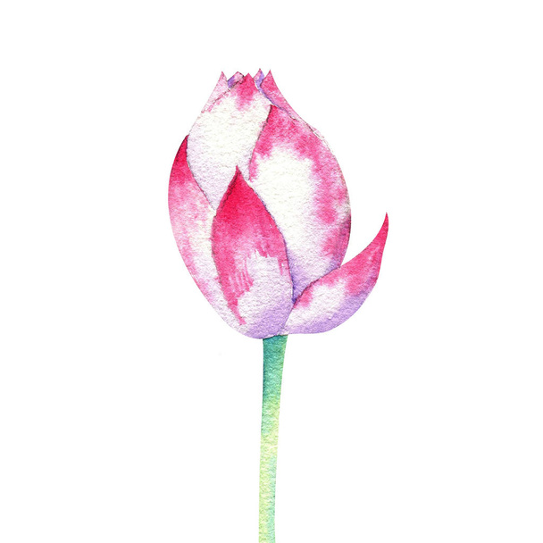 small pink blossom of lotus watercolor drawing - Foto, Imagem