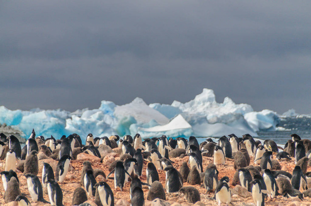 Адели Пингвины на острове Паулет
 - Фото, изображение