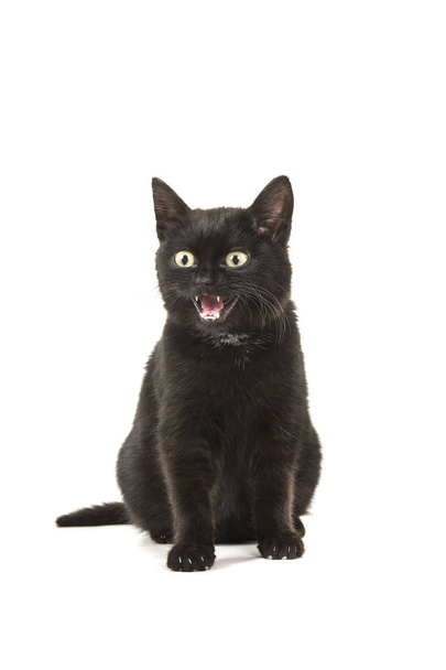 Молодая черная кошка сидит, смотрит в сторону и говорит изолированно на белом фоне
 - Фото, изображение