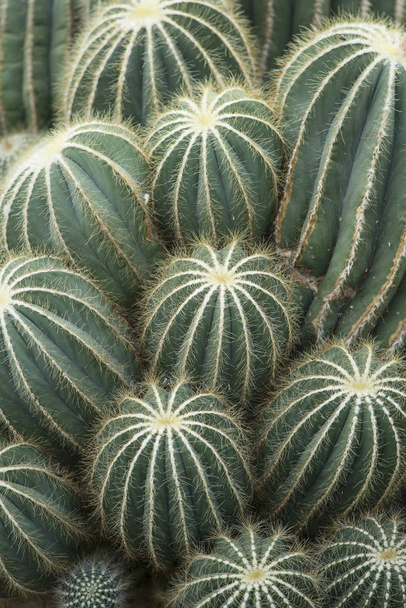 Full-frame barrel cactus planten in een verticale afbeelding - Foto, afbeelding