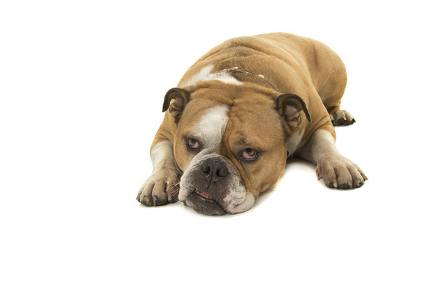 Lindo bulldog inglés acostado con la cabeza en la mirada mirando hacia arriba
 - Foto, Imagen