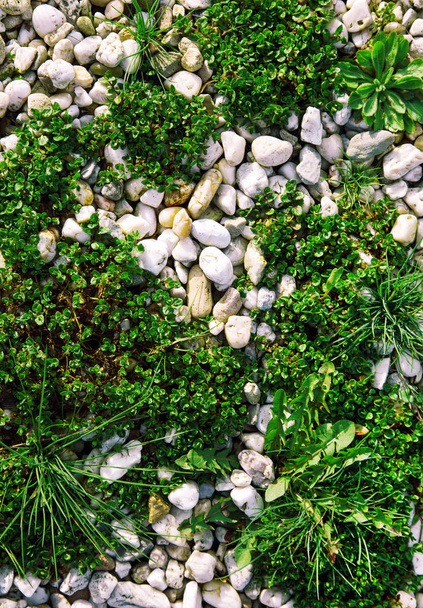 小さな石の色が夕日で照らされます。海石が一緒に緑の芝生と花壇の庭であります。. - 写真・画像