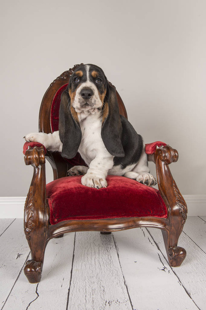 Cute basset hound puppy sitting on a red classic chair in a grey studio setting - Foto, afbeelding