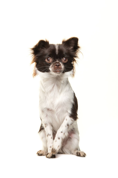 niedlicher brauner und weißer Chihuahua-Hund, der isoliert auf weißem Hintergrund in die Kamera schaut - Foto, Bild