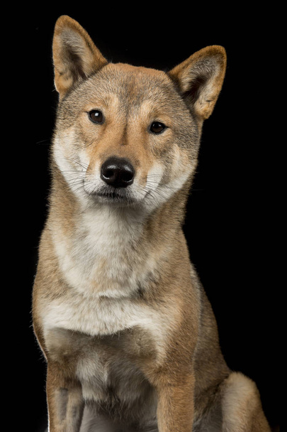Портрет на Сікоку собаки японський породи, дивлячись на камеру на чорному тлі - Фото, зображення