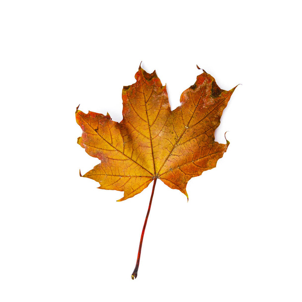 Autumn leaf isolated on white background. Colorful maple leaf. - Photo, Image