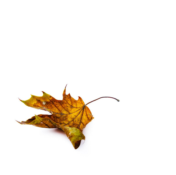 Hoja de otoño aislada sobre fondo blanco. Hoja de arce colorida
. - Foto, imagen