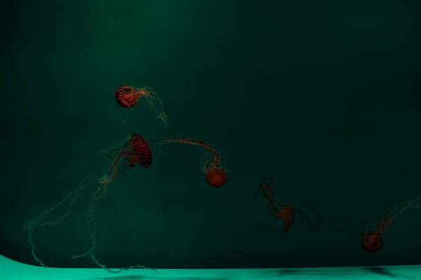 acuario de medusas, peces, algas, buen fondo
 - Foto, Imagen