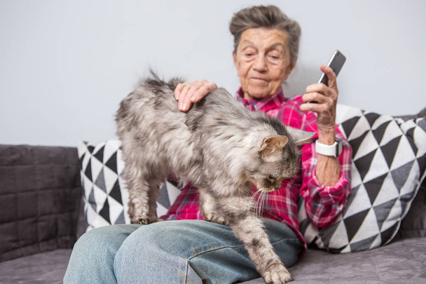 nagyon régi vezető kaukázusi nagymama szürke haj és a mély ráncok ül otthon a kanapén a farmer és póló szürke bolyhos bozontos macska és szúró telefon technológiával kezében. Nyugdíjas és pet. - Fotó, kép